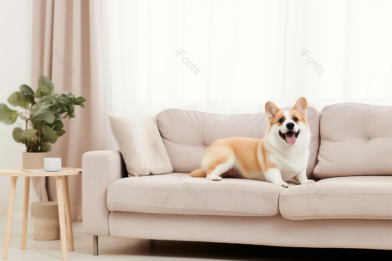 沙发上可爱的柯基犬客厅宠物,高清,摄影图,摄影图片,图片大全,摄影图免费下载